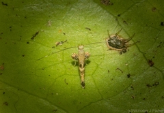 Cyphosticha panconita