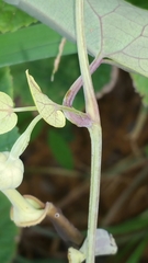 Aristolochia albida image