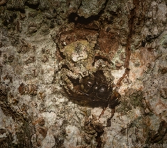 Stephanopis carcinoides