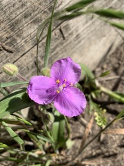 Tradescantia bracteata