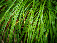 Carex gracilescens
