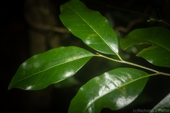 Casearia multinervosa