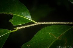 Casearia multinervosa