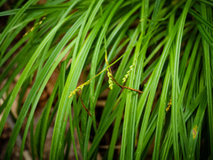 Carex gracilescens