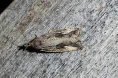 Endothenia quadrimaculana