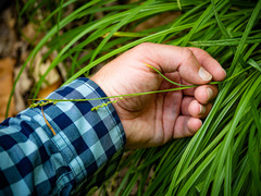 Carex gracilescens