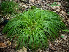 Carex gracilescens