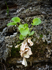Parnassia glauca