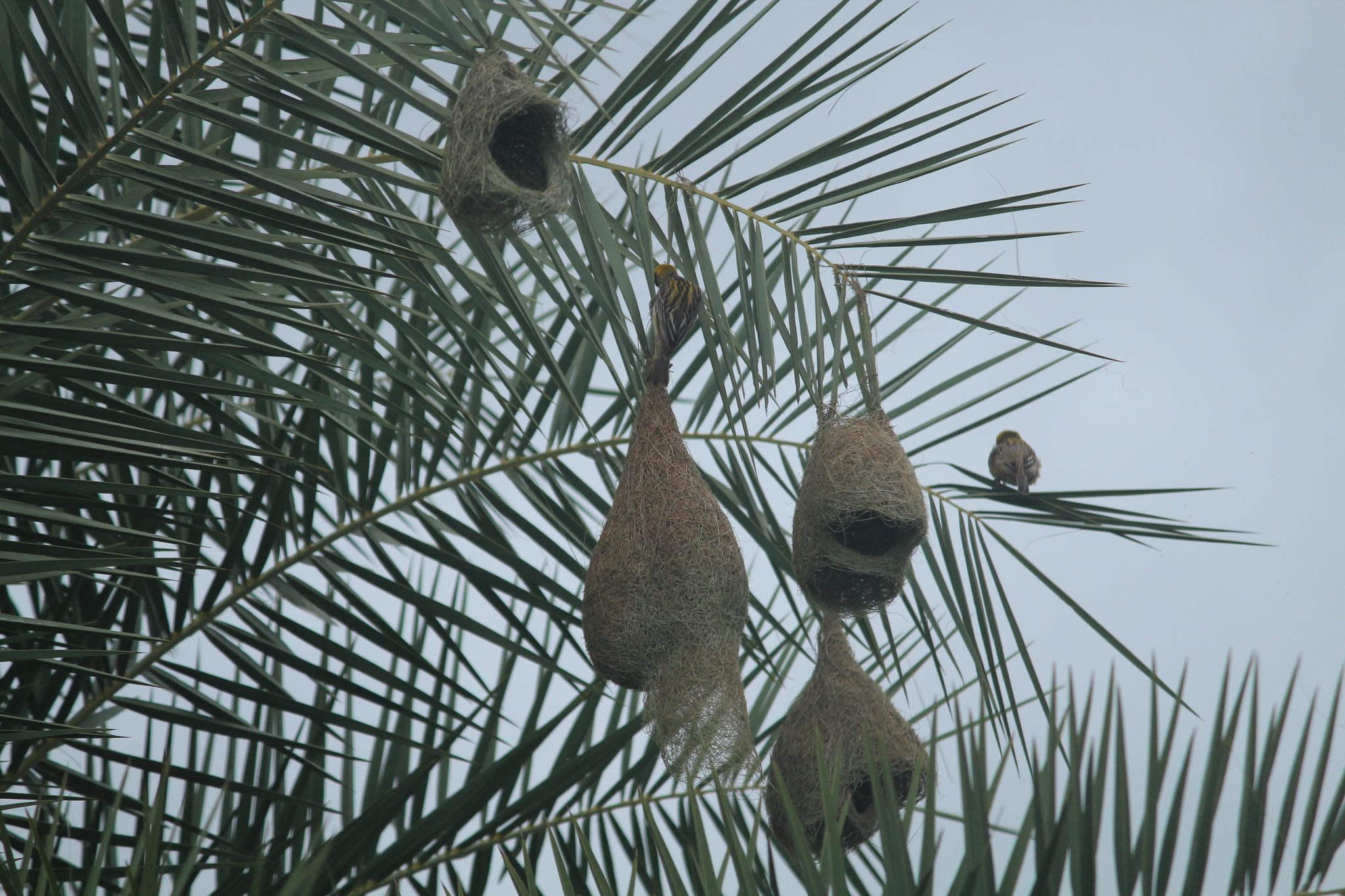 Baya Weaver