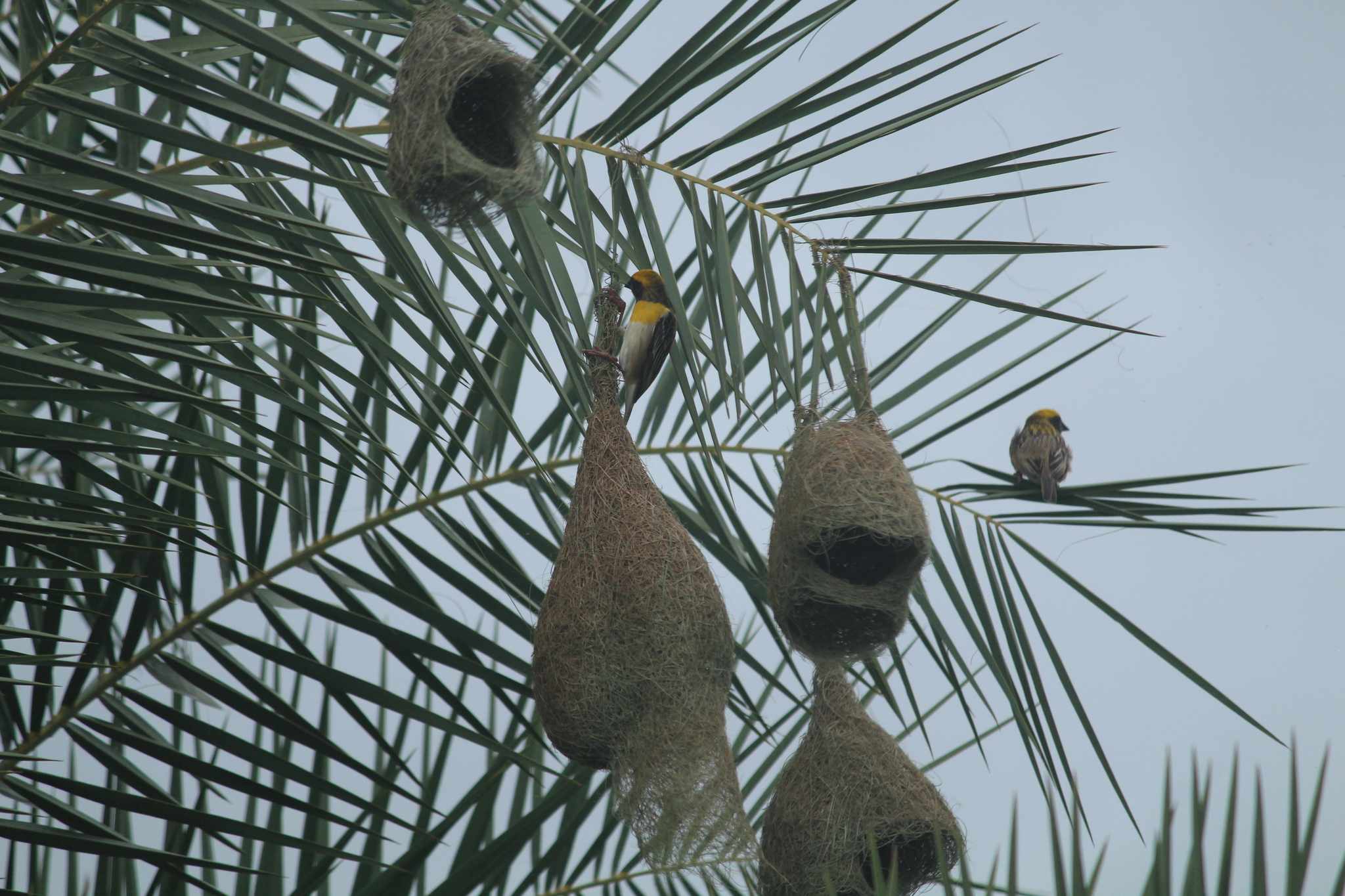 Baya Weaver