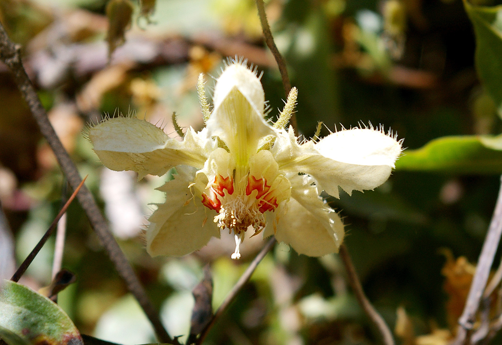Caiophora dederichiorum