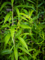 Sphenopholis intermedia