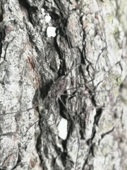 Phalangium opilio