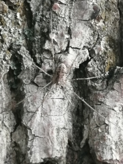 Phalangium opilio