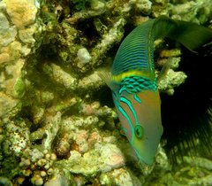 Thalassoma hebraicum