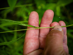 Sphenopholis intermedia