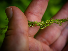 Sphenopholis intermedia