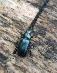 Platycerus caprea