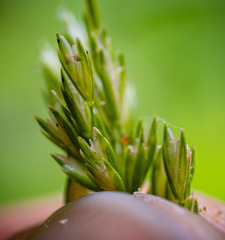 Sphenopholis intermedia