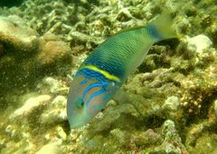 Thalassoma hebraicum