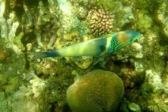 Thalassoma hebraicum