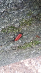 Pyrochroa coccinea