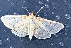 Polygrammodes flavidalis