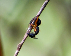 Camponotus renggeri