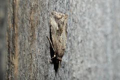 Endothenia quadrimaculana