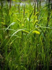 Carex schweinitzii