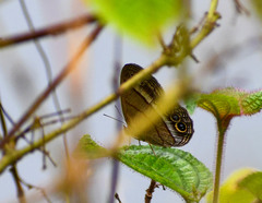 Yphthimoides maepius