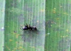 Dolichoderus bispinosus