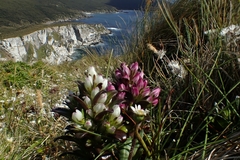 Gentianella antarctica