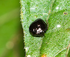 Hypognatha