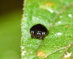 Hypognatha