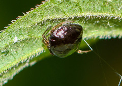 Hypognatha
