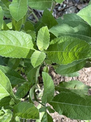 Ruellia drummondiana