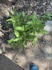 Ruellia drummondiana