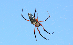 Trichonephila sumptuosa