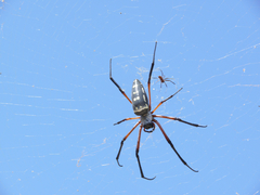 Trichonephila sumptuosa