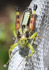 Dendrotettix quercus