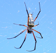 Trichonephila sumptuosa