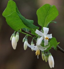 Styrax americanus