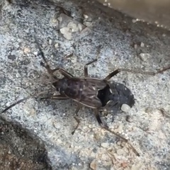 Elasmolomus squalidus