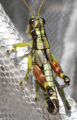 Dendrotettix quercus