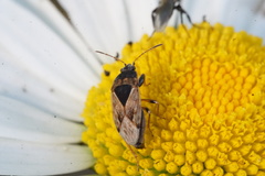 Trapezonotus ullrichi