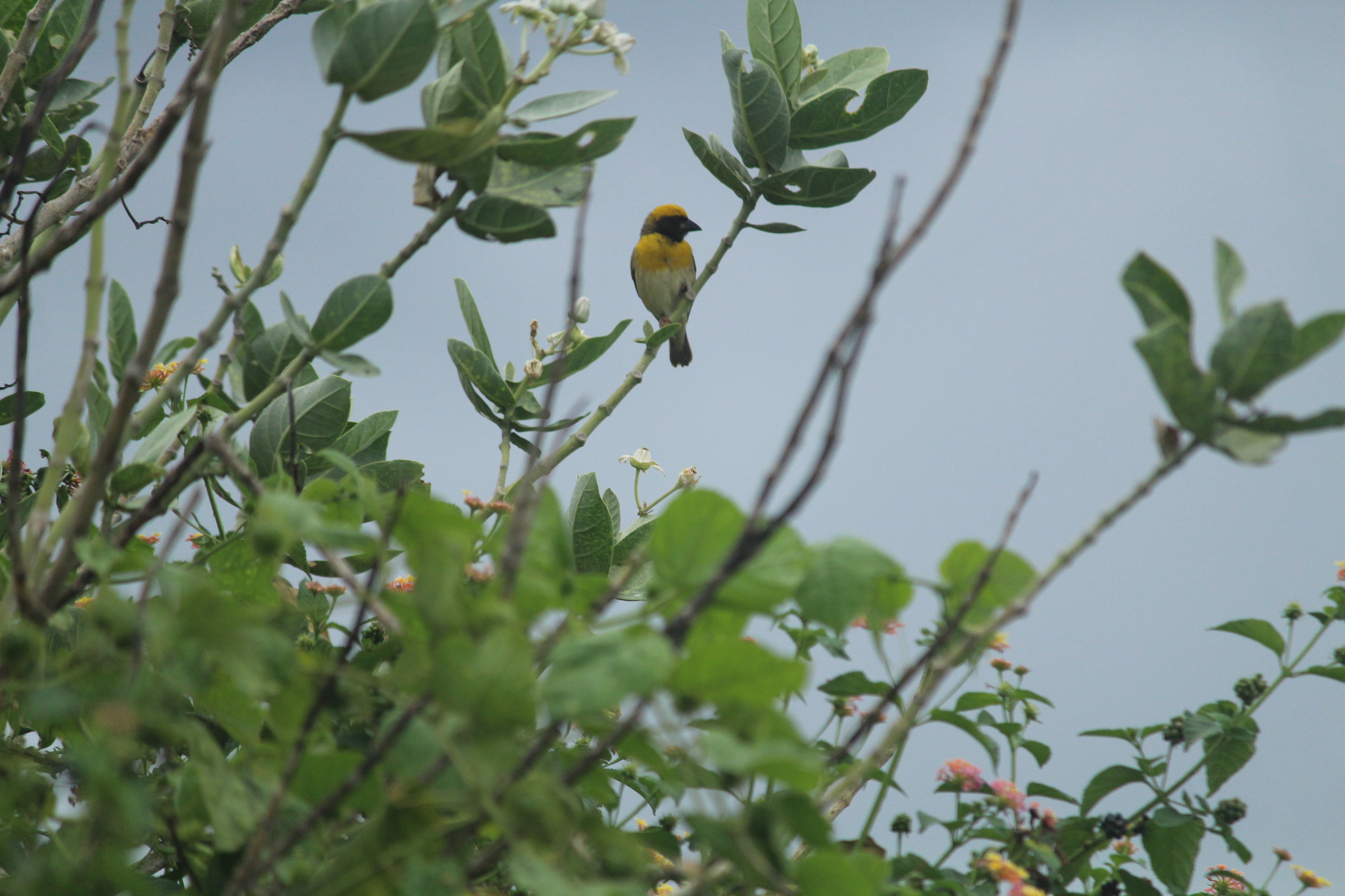 Baya Weaver