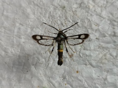 Pyropteron pipiziformis