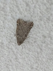 Alsophila aescularia