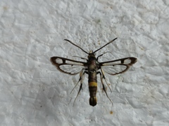 Pyropteron pipiziformis